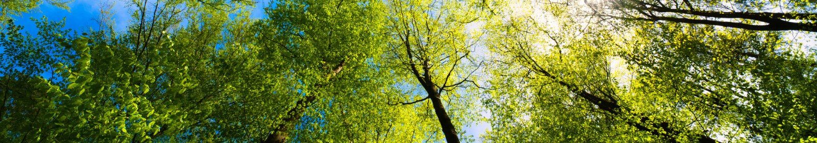 trees with sun