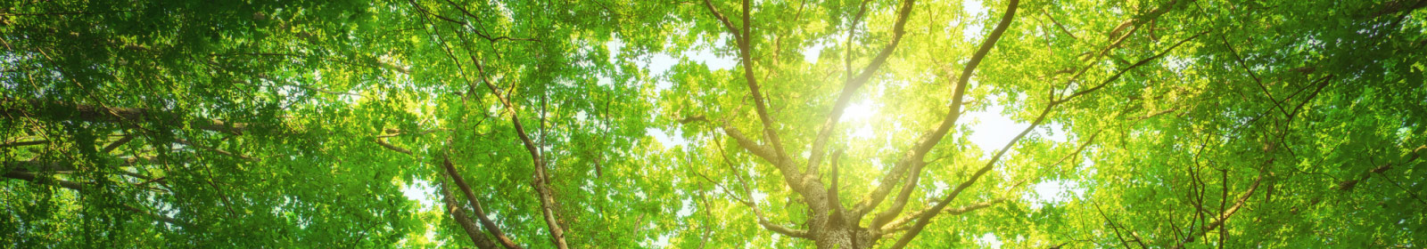 view of tree tops