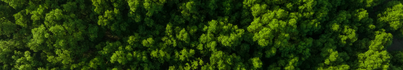 aerial view of forest 