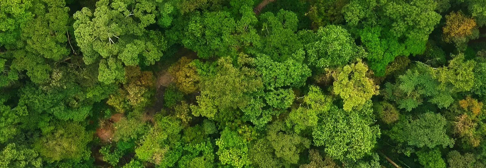 aerial view of forest 