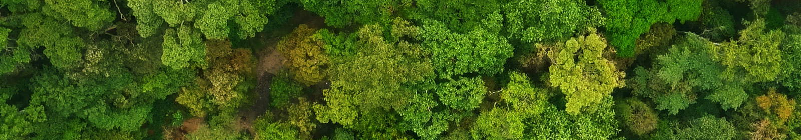 aerial view of forest 